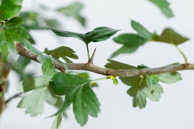 Crataegus x media 'Paul's Scarlet' touffe