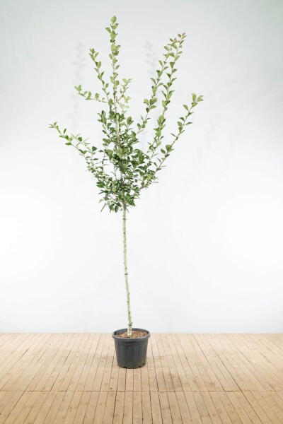 Crataegus x lavalleei 'Carrierei' haute-tige 6/8