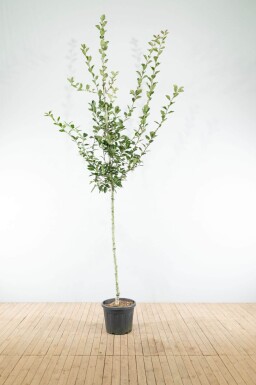 Crataegus x lavalleei 'Carrierei' haute-tige 6/8