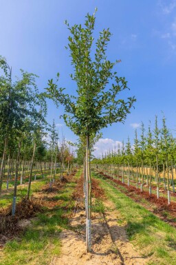Crataegus x lavalleei 'Carrierei' haute-tige 6/8