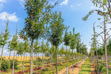 Crataegus x lavalleei 'Carrierei' haute-tige 6/8