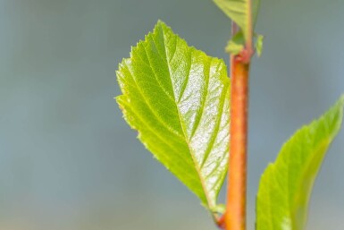 Crataegus x lavalleei 'Carrierei' haute-tige 6/8