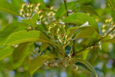 Crataegus x lavalleei 'Carrierei' haute-tige 6/8