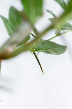 Crataegus x lavalleei 'Carrierei' haute-tige 6/8
