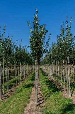 Crataegus x lavalleei 'Carrierei' haute-tige 6/8