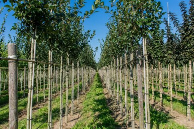 Crataegus x lavalleei 'Carrierei' haute-tige 6/8