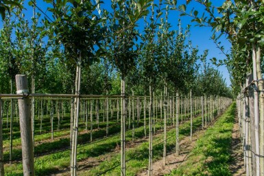 Crataegus x lavalleei 'Carrierei' haute-tige 6/8