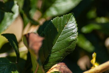 Crataegus x lavalleei 'Carrierei' haute-tige 6/8