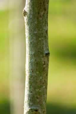 Crataegus x lavalleei 'Carrierei' haute-tige 6/8