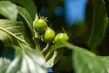 Crataegus x lavalleei 'Carrierei' haute-tige 6/8