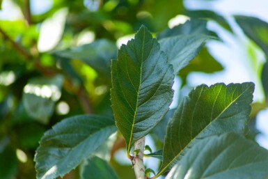 Crataegus x lavalleei 'Carrierei' haute-tige 6/8