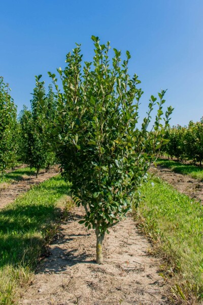 Crataegus x lavalleei 'Carrierei' cépée 200-250