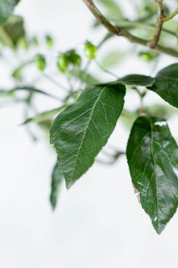 Crataegus x lavalleei 'Carrierei' cépée 200-250