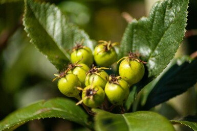 Crataegus x lavalleei 'Carrierei' cépée 200-250