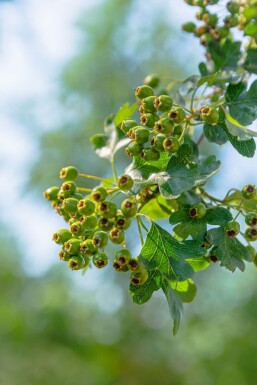 Crataegus monogyna haute-tige 8/10