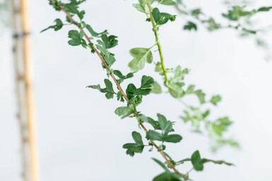 Crataegus monogyna haute-tige 8/10