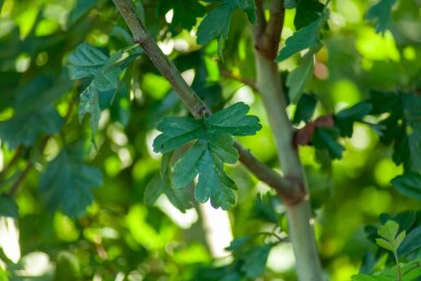 Crataegus monogyna cépée 200-250