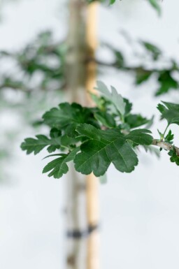 Crataegus monogyna cépée 200-250