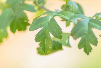 Crataegus monogyna cépée 200-250