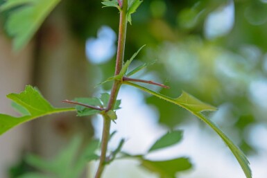 Crataegus monogyna cépée 200-250