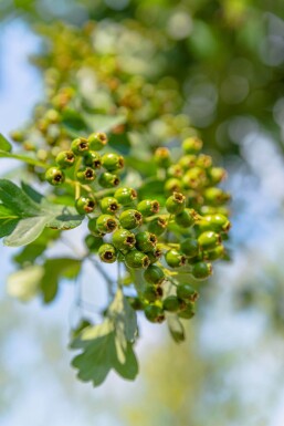 Crataegus monogyna cépée 200-250