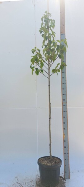Davidia involucrata haute-tige 6/8