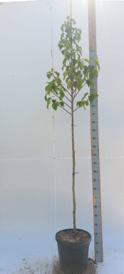 Davidia involucrata haute-tige 6/8