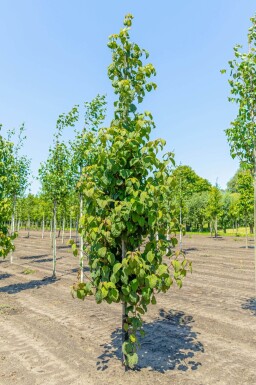 Davidia involucrata haute-tige 6/8