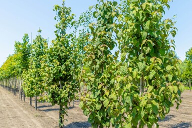 Davidia involucrata haute-tige 6/8