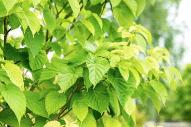 Davidia involucrata haute-tige 6/8