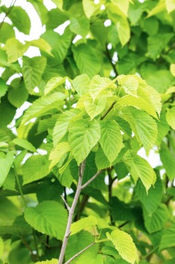 Davidia involucrata haute-tige 6/8