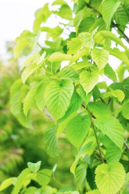 Davidia involucrata haute-tige 6/8