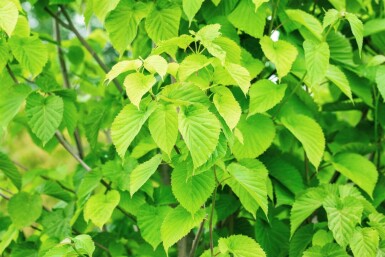 Davidia involucrata haute-tige 6/8