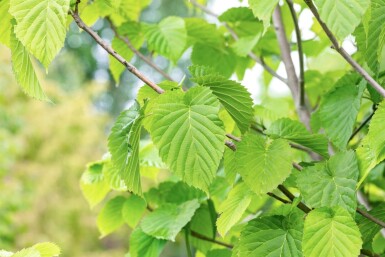 Davidia involucrata haute-tige 6/8