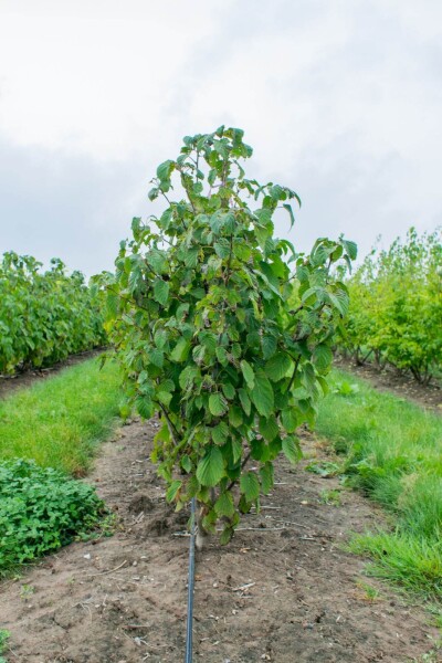Davidia involucrata cépée 200-250