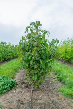 Davidia involucrata cépée 200-250