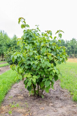 Davidia involucrata cépée 200-250