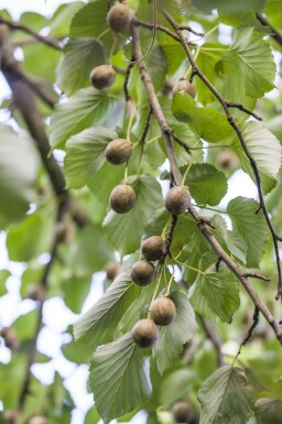 Davidia involucrata cépée 200-250