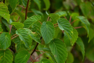 Davidia involucrata cépée 200-250