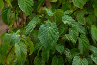 Davidia involucrata cépée 200-250