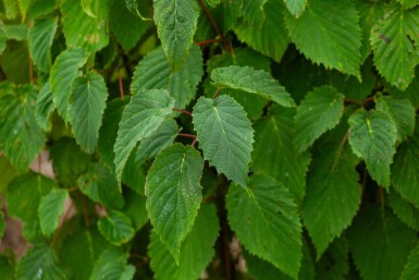 Davidia involucrata cépée 200-250