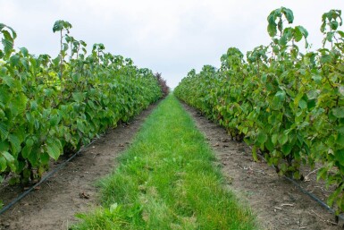 Davidia involucrata cépée 200-250