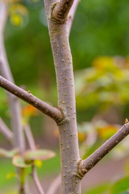 Davidia involucrata cépée 200-250