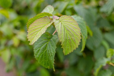 Davidia involucrata cépée 200-250