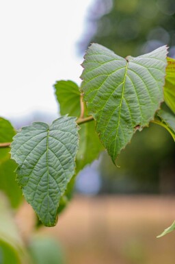 Davidia involucrata cépée 200-250