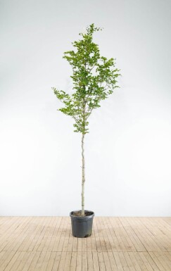 Fagus sylvatica haute-tige