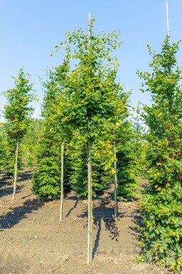 Fagus sylvatica haute-tige