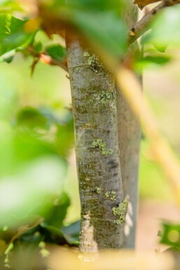 Fagus sylvatica haute-tige 6/8