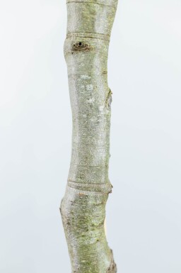 Fagus sylvatica haute-tige 6/8