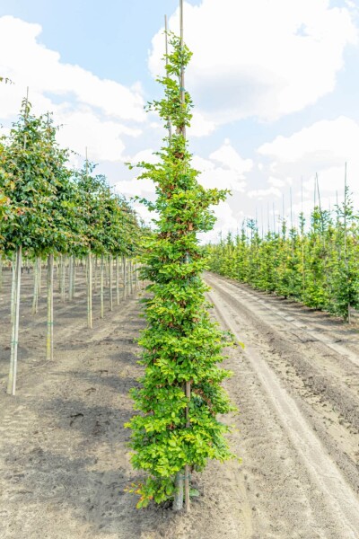 Fagus sylvatica baliveau 10/12